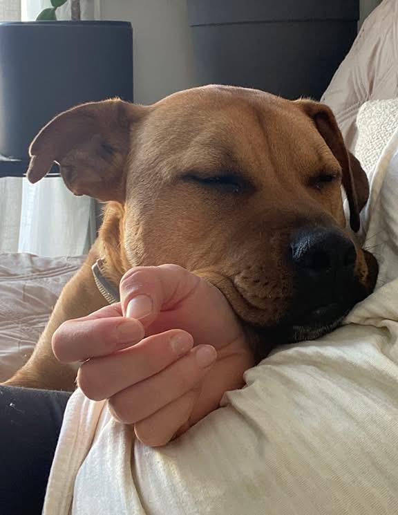 Enlarge Bruno (aka Doug), a ADOPTABLE mixed breed in Stanstead, QC image 2/6