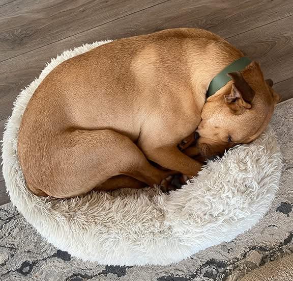 Enlarge Bruno (aka Doug), a ADOPTABLE mixed breed in Stanstead, QC image 6/6