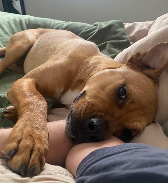 Bruno (aka Doug), ADOPTABLE, Young Male Boxer & Labrador Retriever.