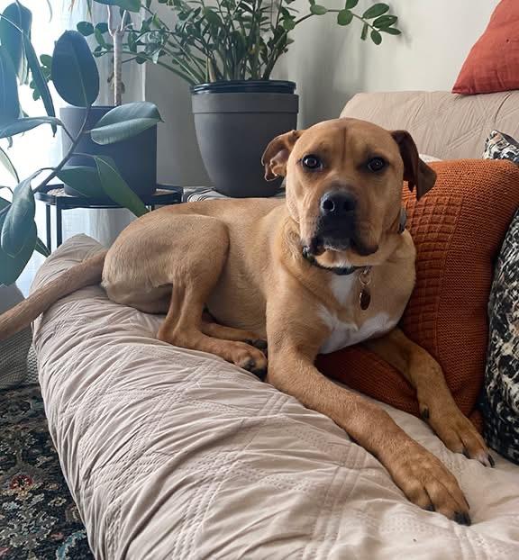 Enlarge Bruno (aka Doug), a ADOPTABLE mixed breed in Stanstead, QC image 3/6