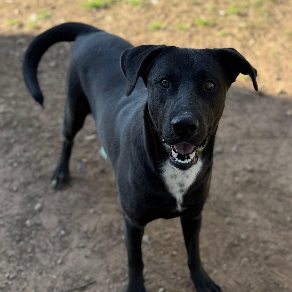 Dash, ADOPTABLE, Adult Male Labrador Retriever.