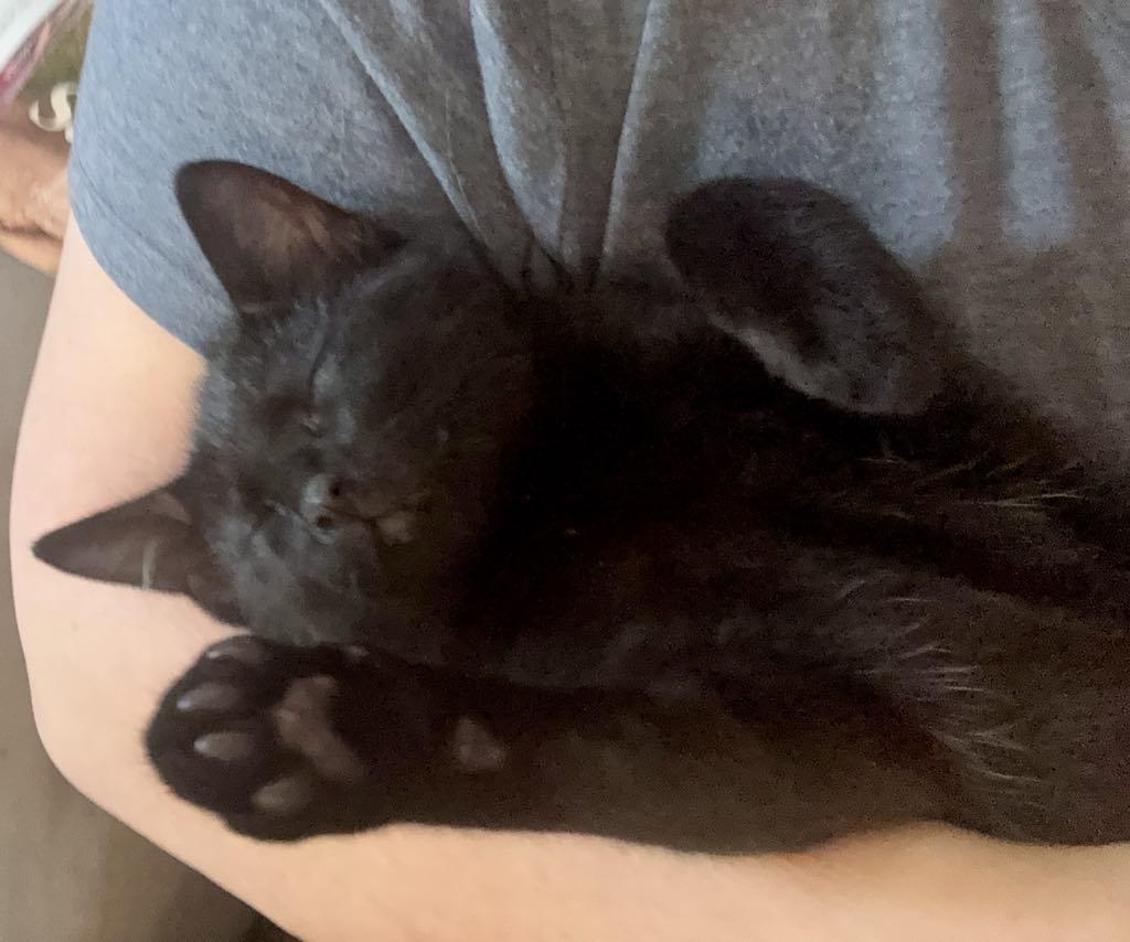 Frankie, ADOPTABLE, Kitten Male Domestic Short Hair.