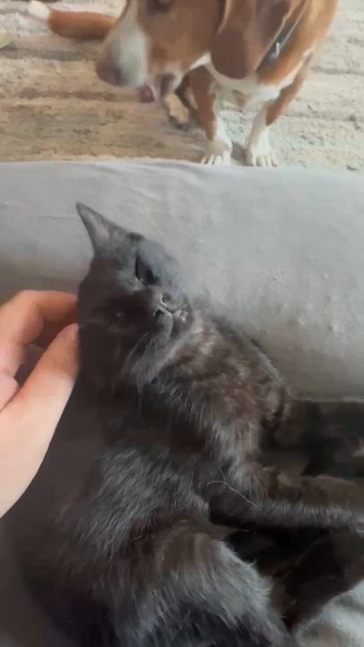 Enlarge Frankie, a ADOPTABLE Domestic Short Hair in Arnold, MO video 3/3