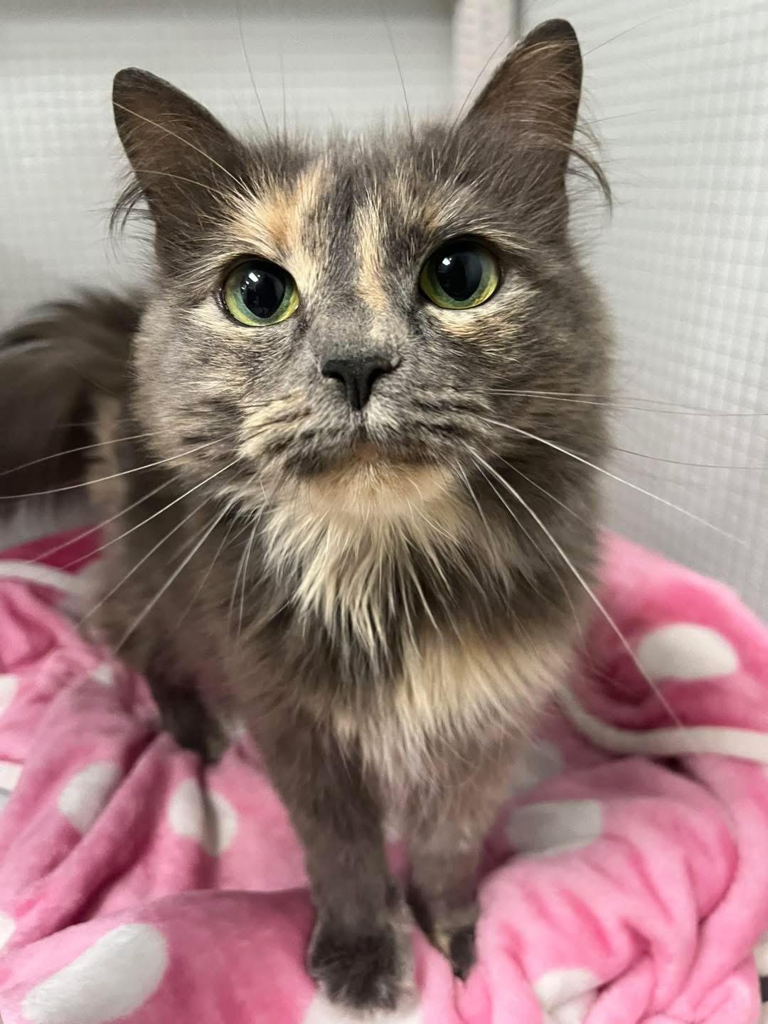 Sparrow, a ADOPTABLE Domestic Long Hair in Maryville, TN image 1/3