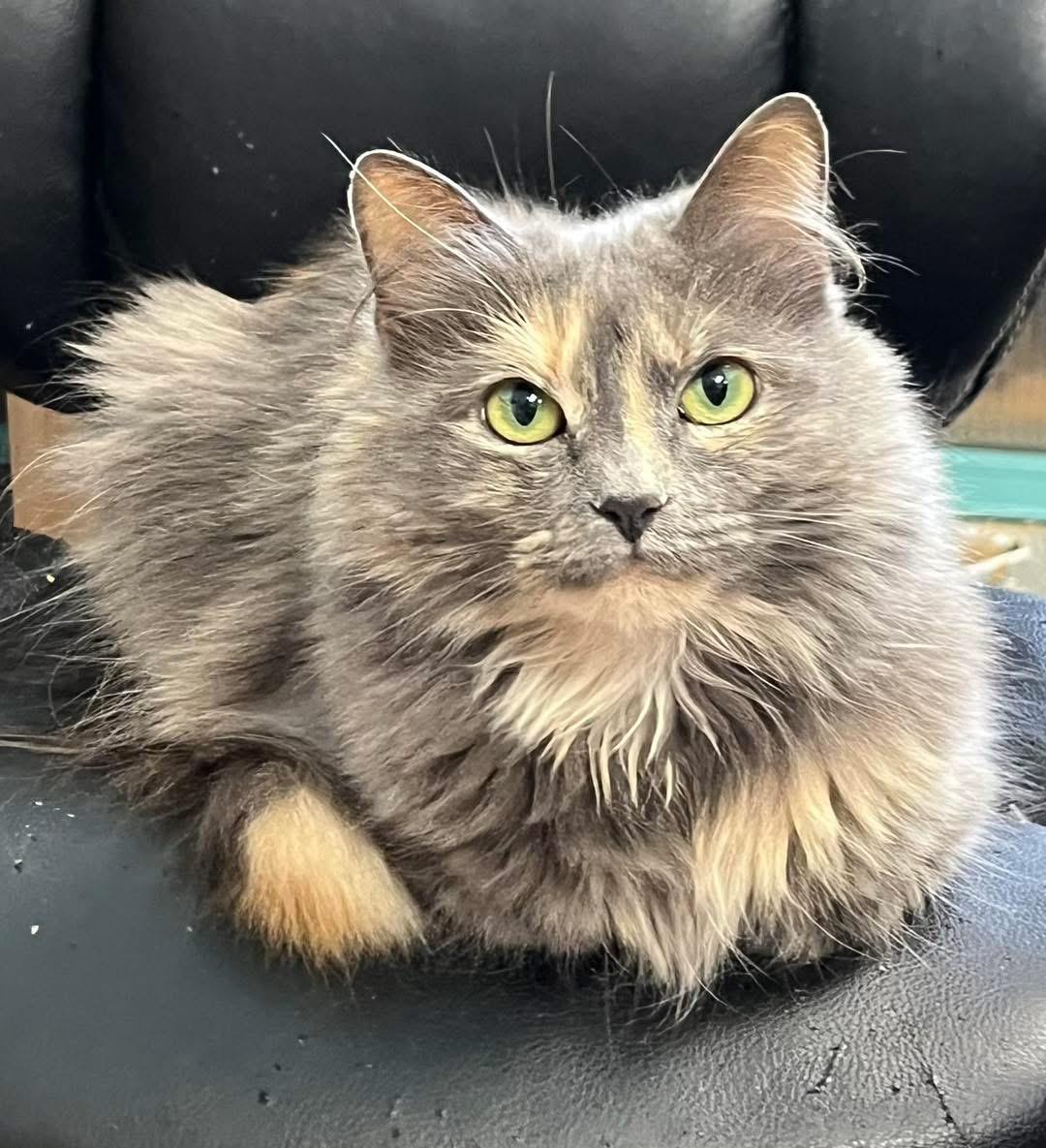 Sparrow, a ADOPTABLE Domestic Long Hair in Maryville, TN image 2/3