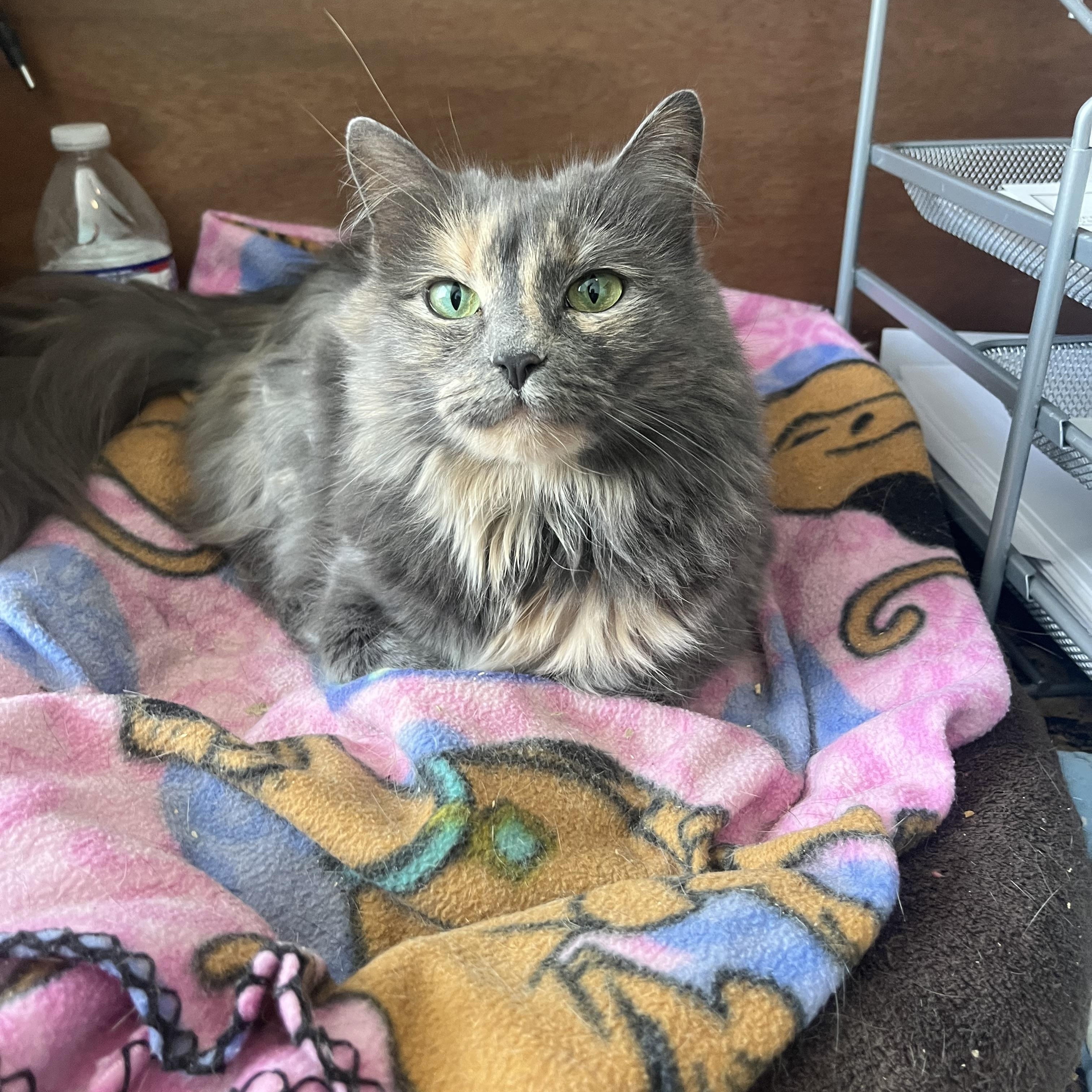 Sparrow, a ADOPTABLE Domestic Long Hair in Maryville, TN image 3/3