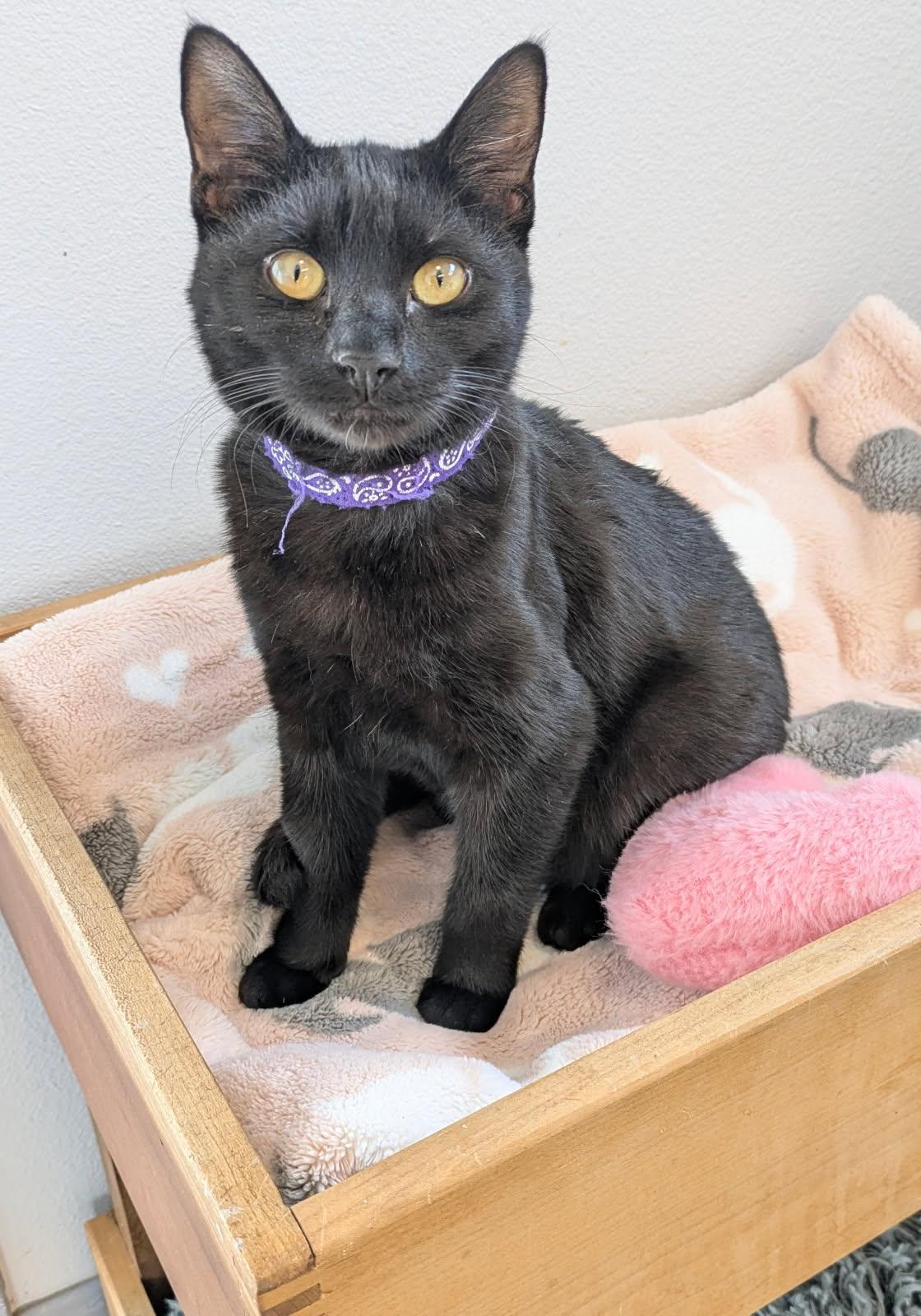 Freya, adopted, Young Female Domestic Short Hair.