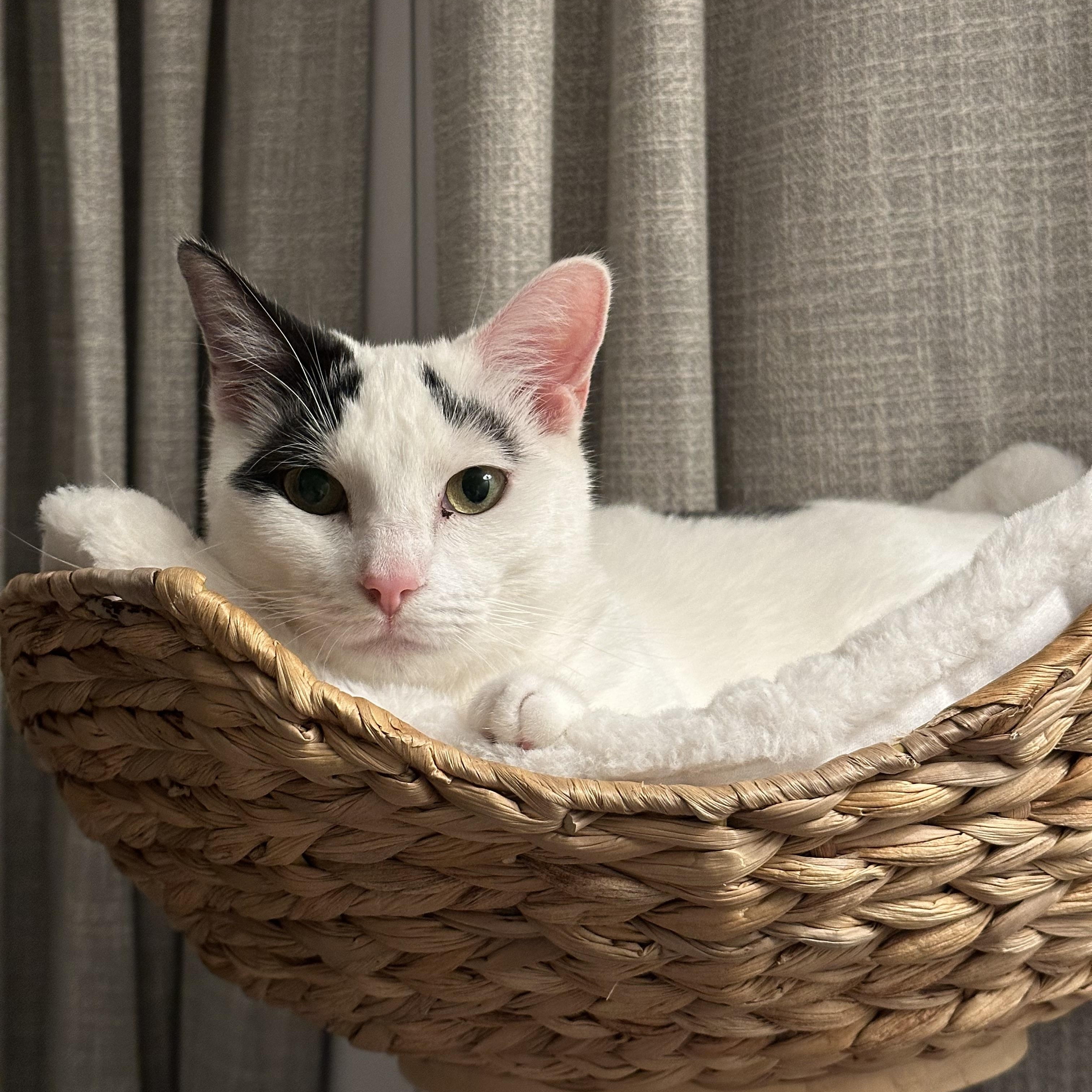 Enlarge Cookie, a Adoptable mixed breed in San Jose, CA image 3/5