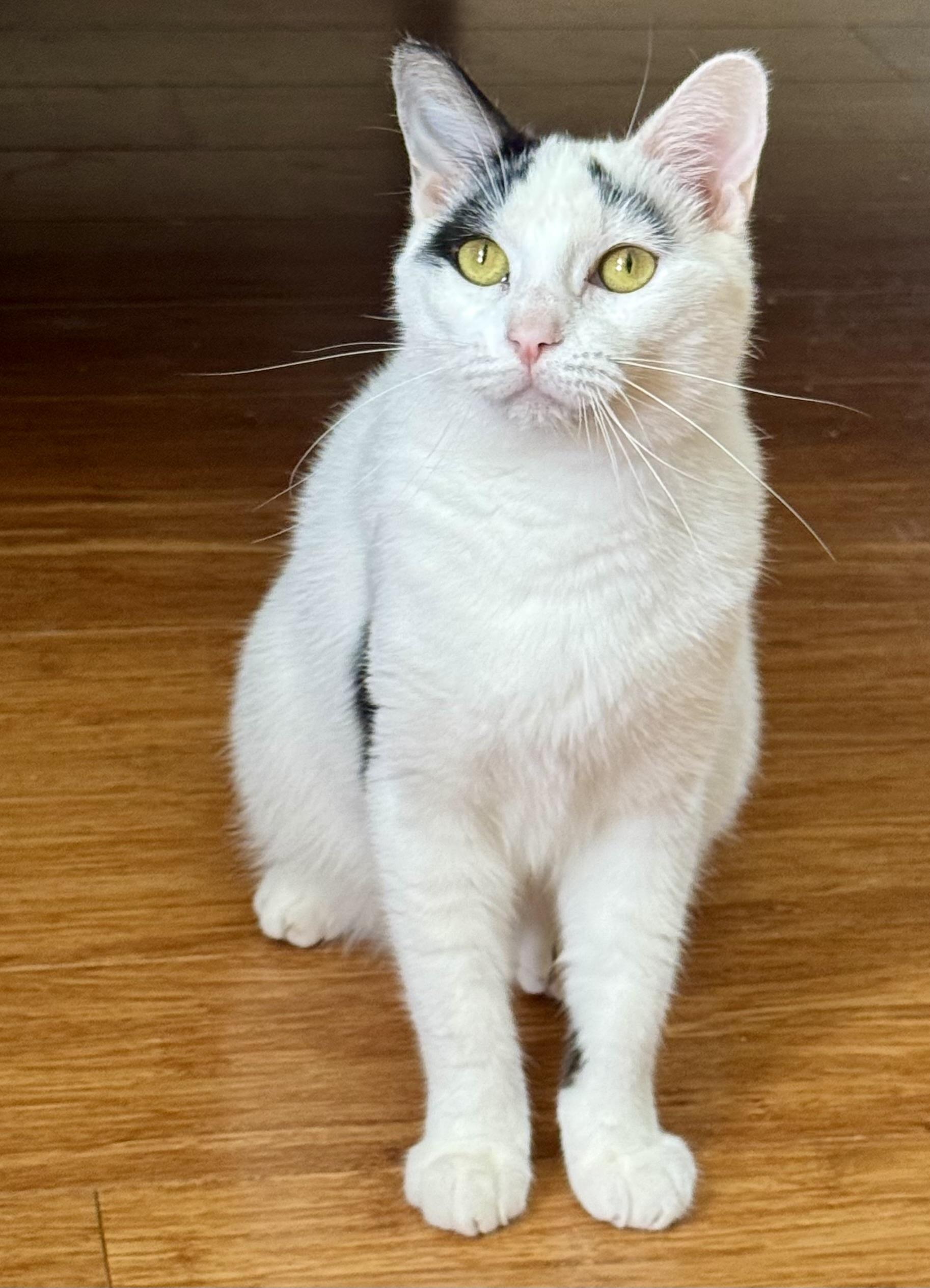 Enlarge Cookie, a Adoptable mixed breed in San Jose, CA image 1/5