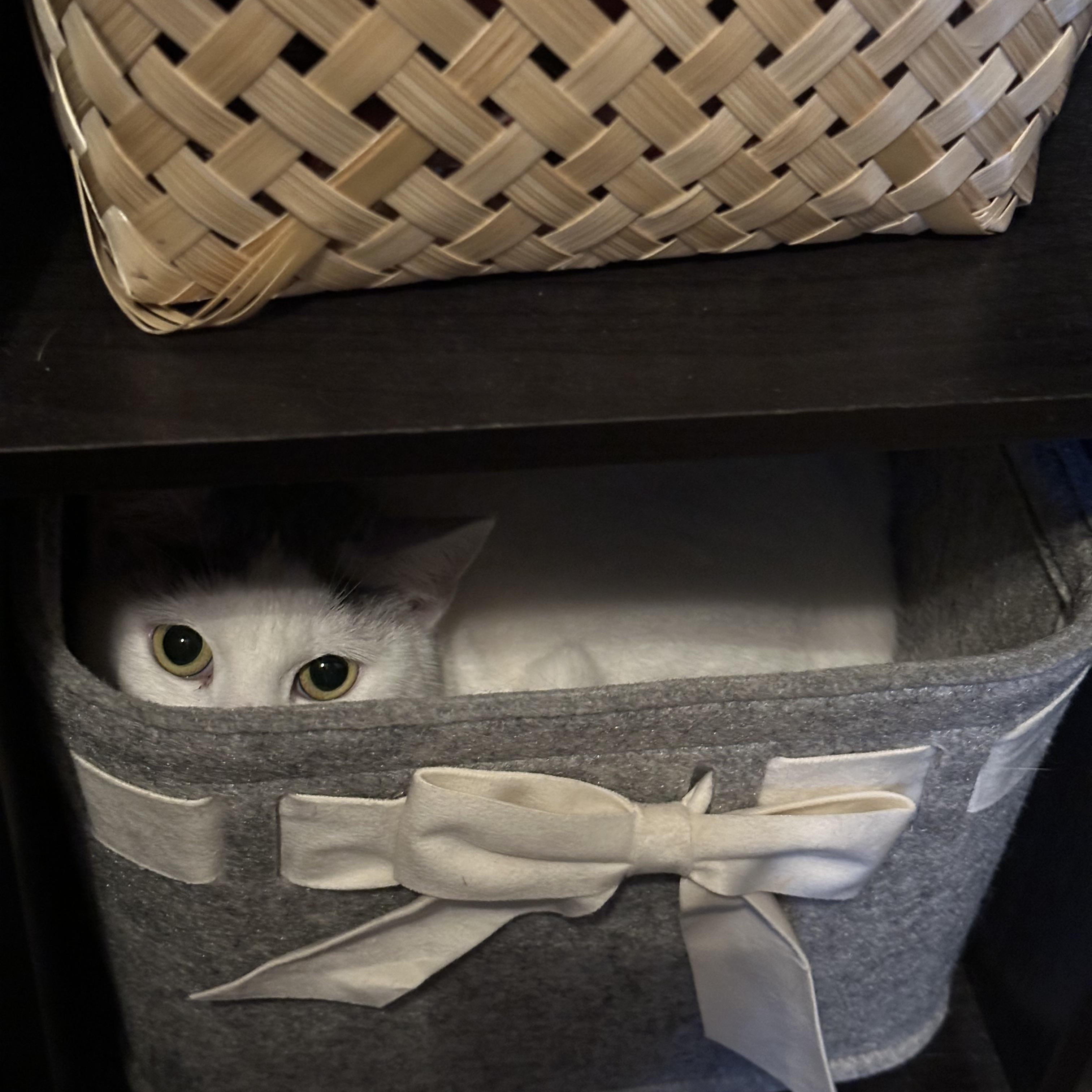 Enlarge Cookie, a Adoptable mixed breed in San Jose, CA image 5/5