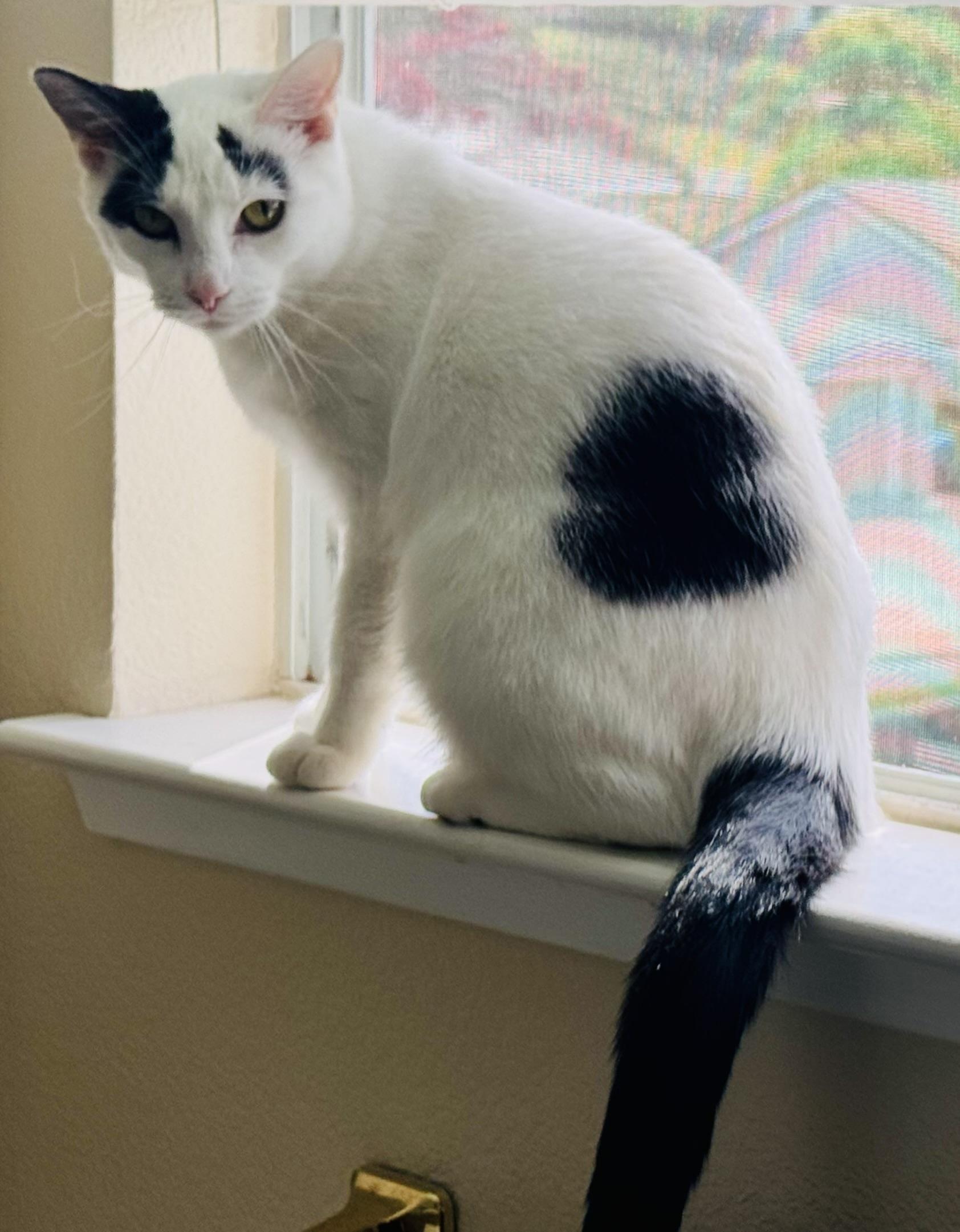 Enlarge Cookie, a Adoptable mixed breed in San Jose, CA image 2/5