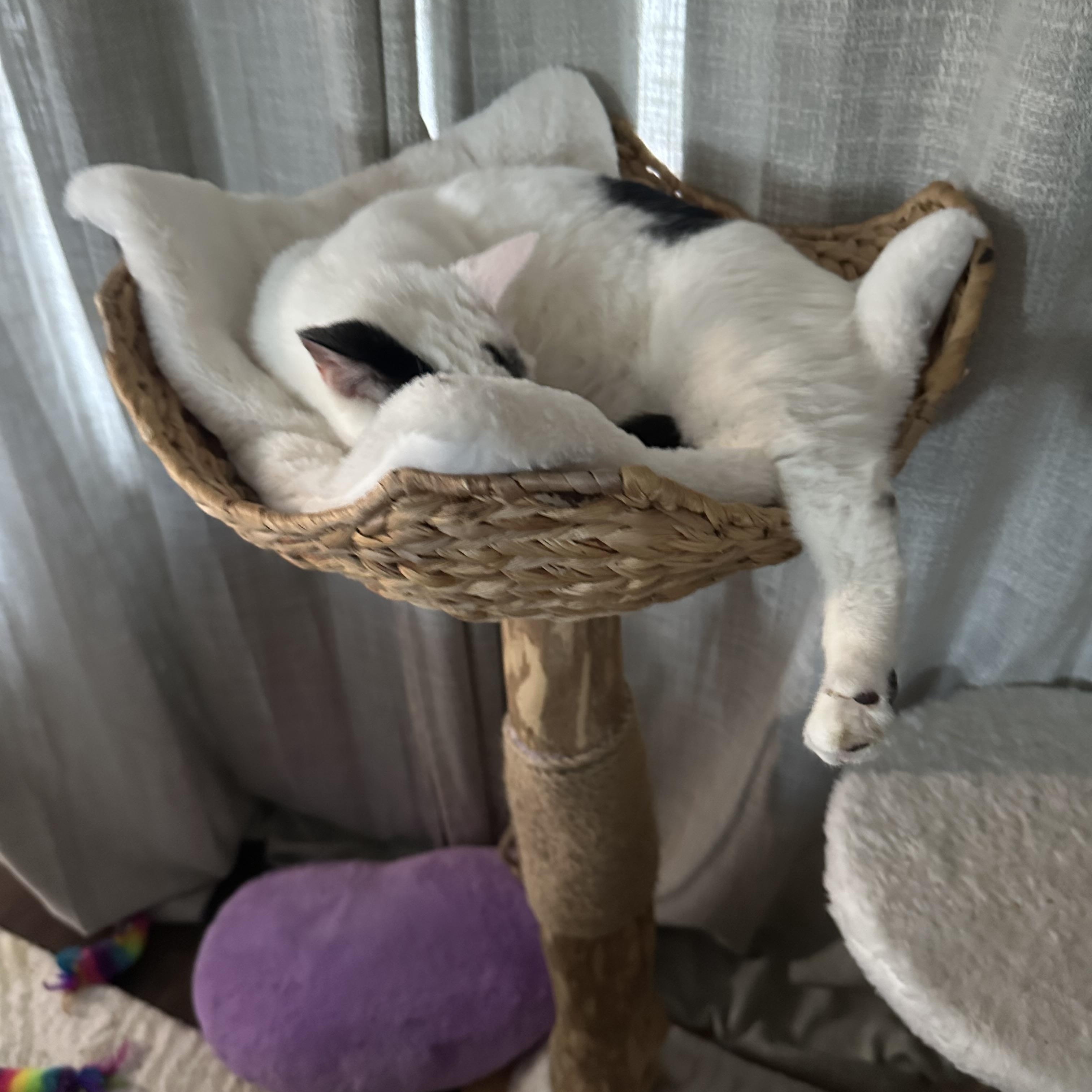 Enlarge Cookie, a Adoptable mixed breed in San Jose, CA image 4/5