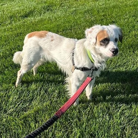 Enlarge Luke Combs - Home Visit in Process, a Adopted mixed breed in Hartland, WI image 4/6