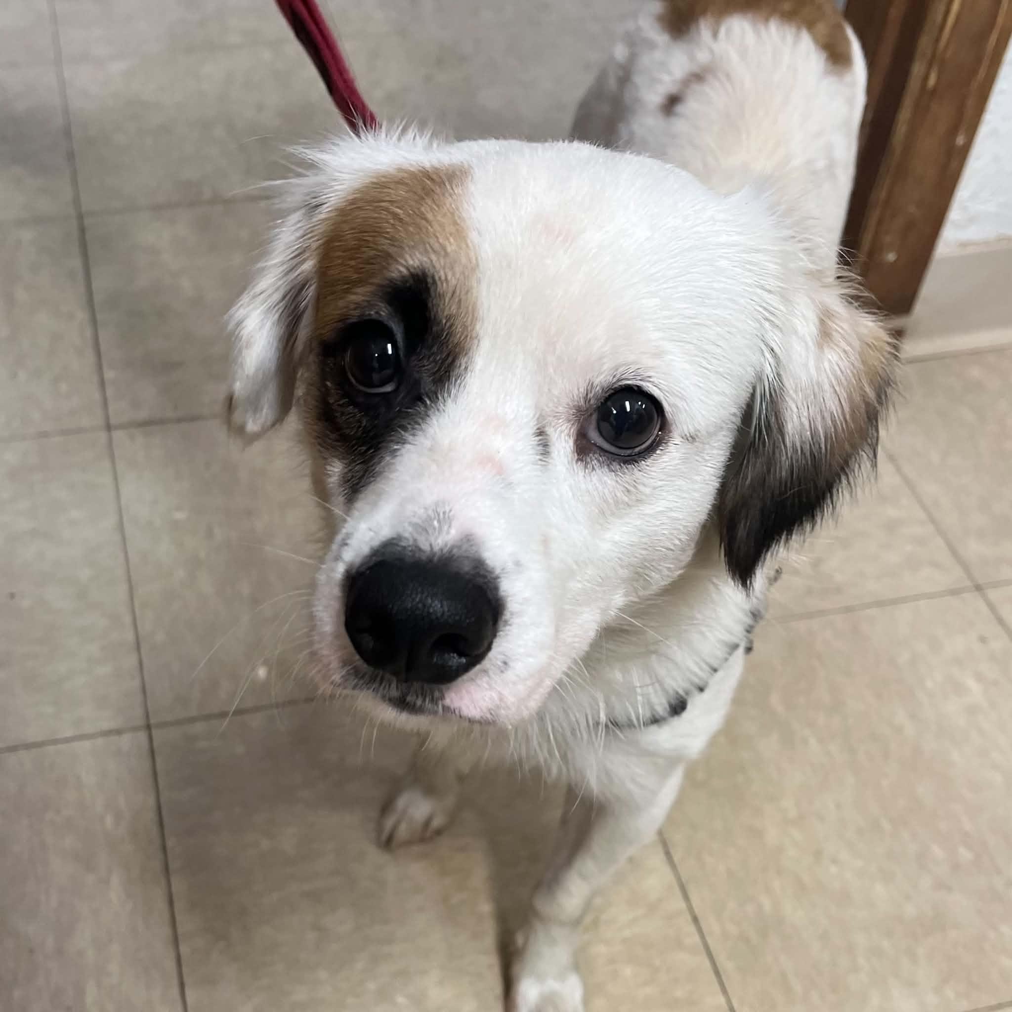 Enlarge Luke Combs - Home Visit in Process, a Adopted mixed breed in Hartland, WI image 5/6