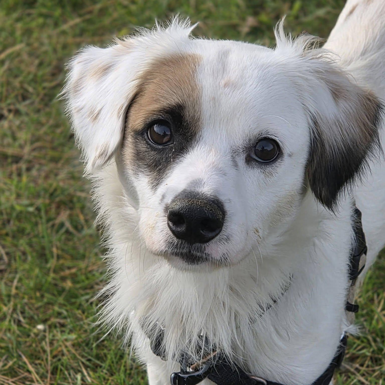 Luke Combs - Home Visit in Process, Adopted, Young Male Spaniel.