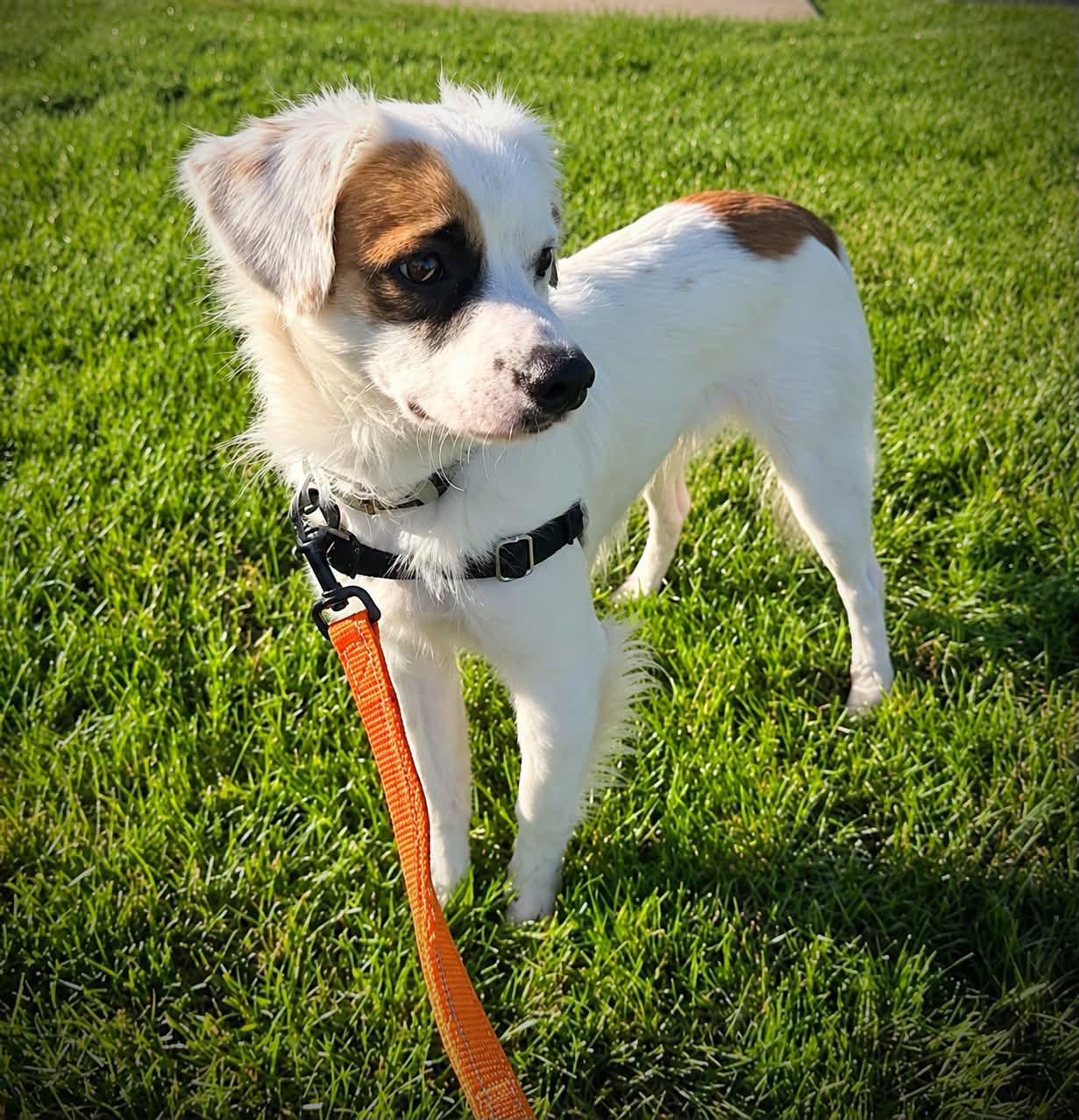 Enlarge Luke Combs - Home Visit in Process, a Adopted mixed breed in Hartland, WI image 2/6