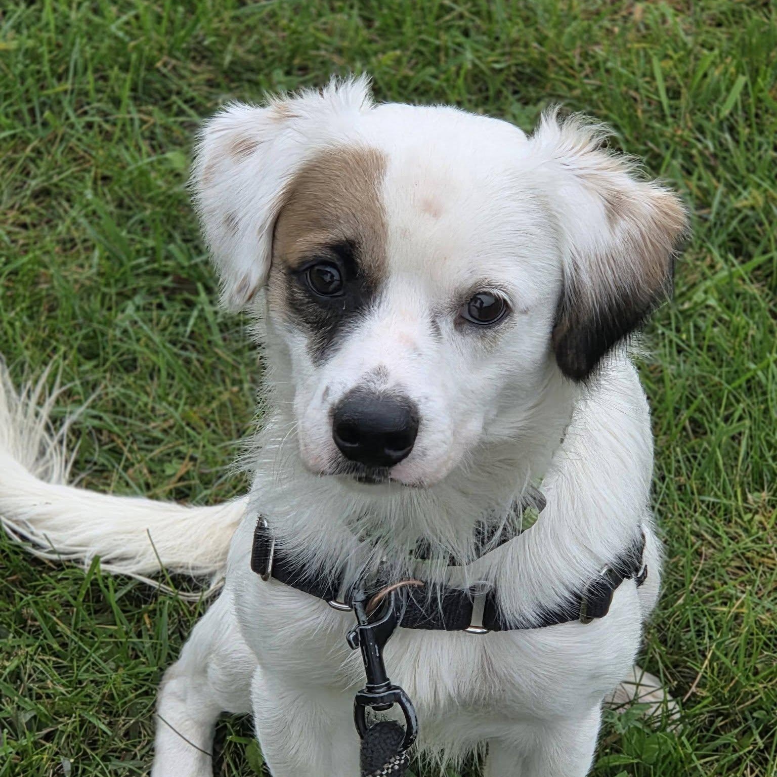 Enlarge Luke Combs - Home Visit in Process, a Adopted mixed breed in Hartland, WI image 3/6