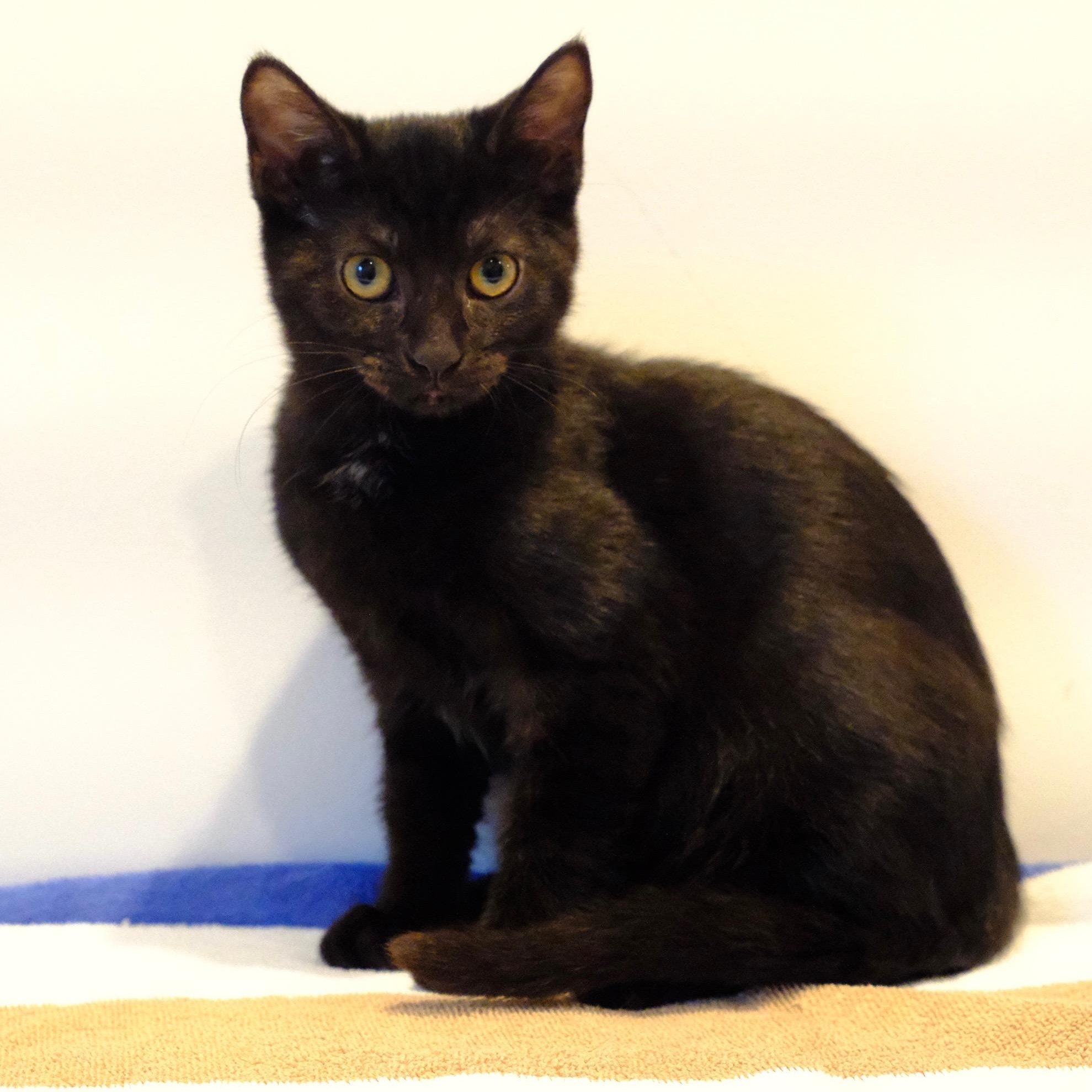 Enlarge Dutchess, a Adoptable mixed breed in Germansville, PA image 2/3