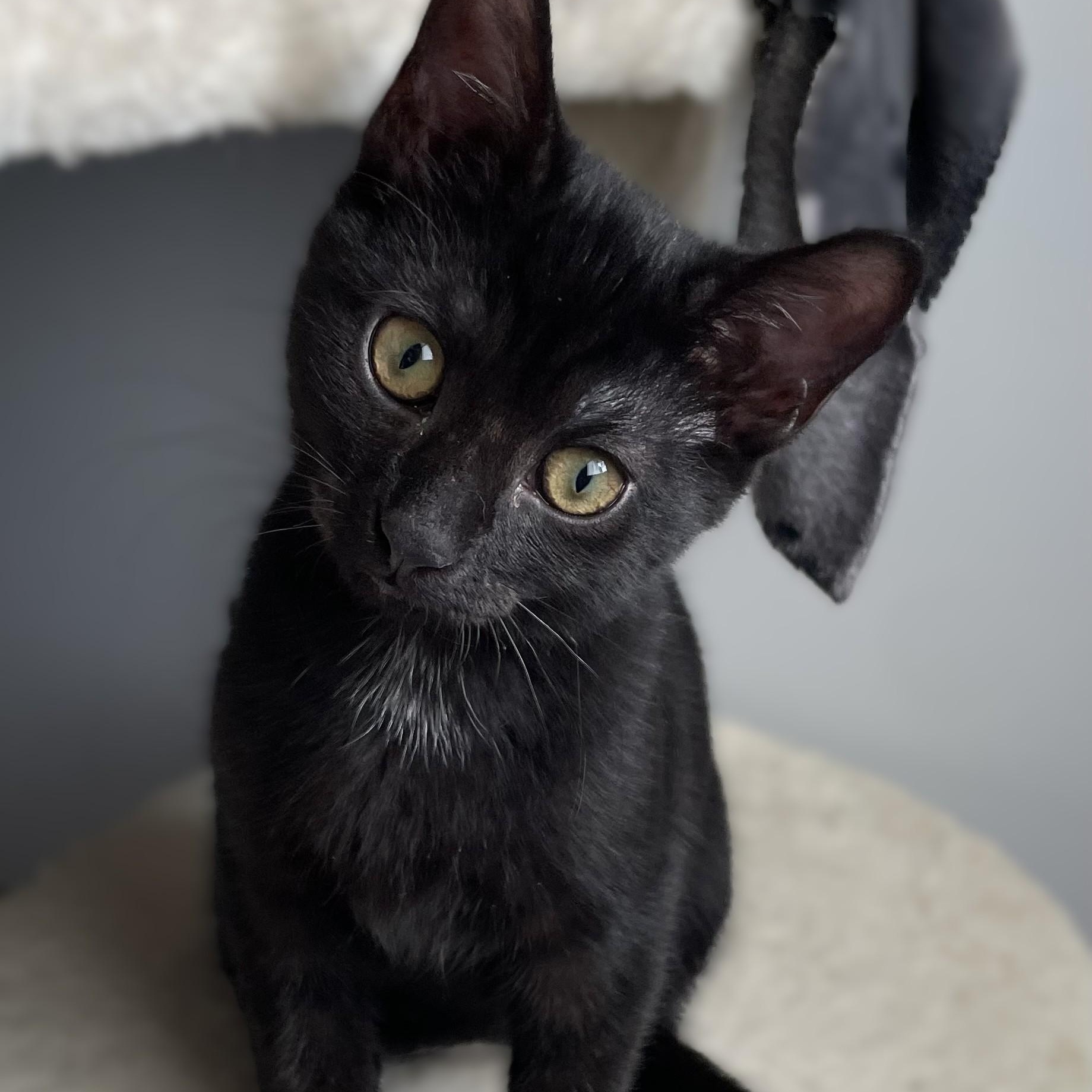 Enlarge Dutchess, a Adoptable mixed breed in Germansville, PA image 3/3