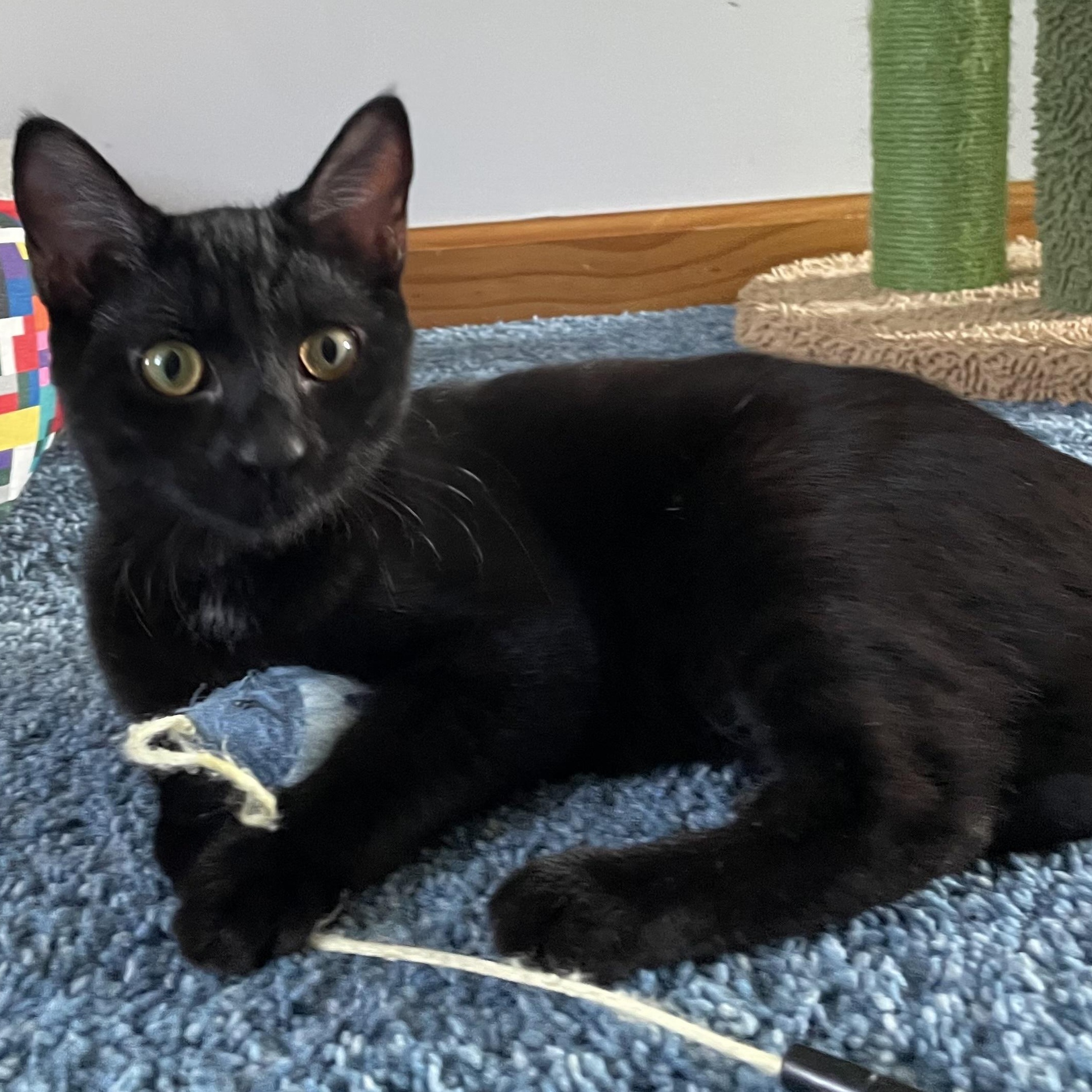 Dutchess, Adoptable, Kitten Female Domestic Short Hair.