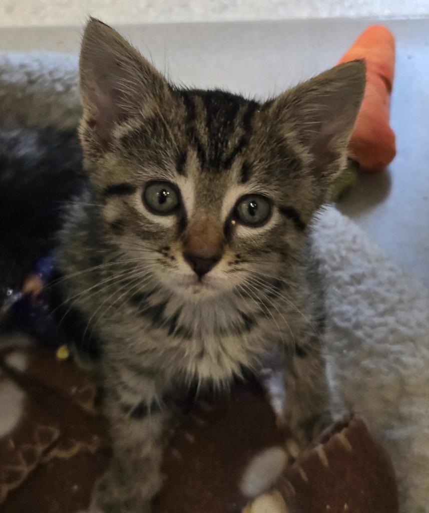 Austin, Adoptable, Kitten Male Domestic Short Hair.
