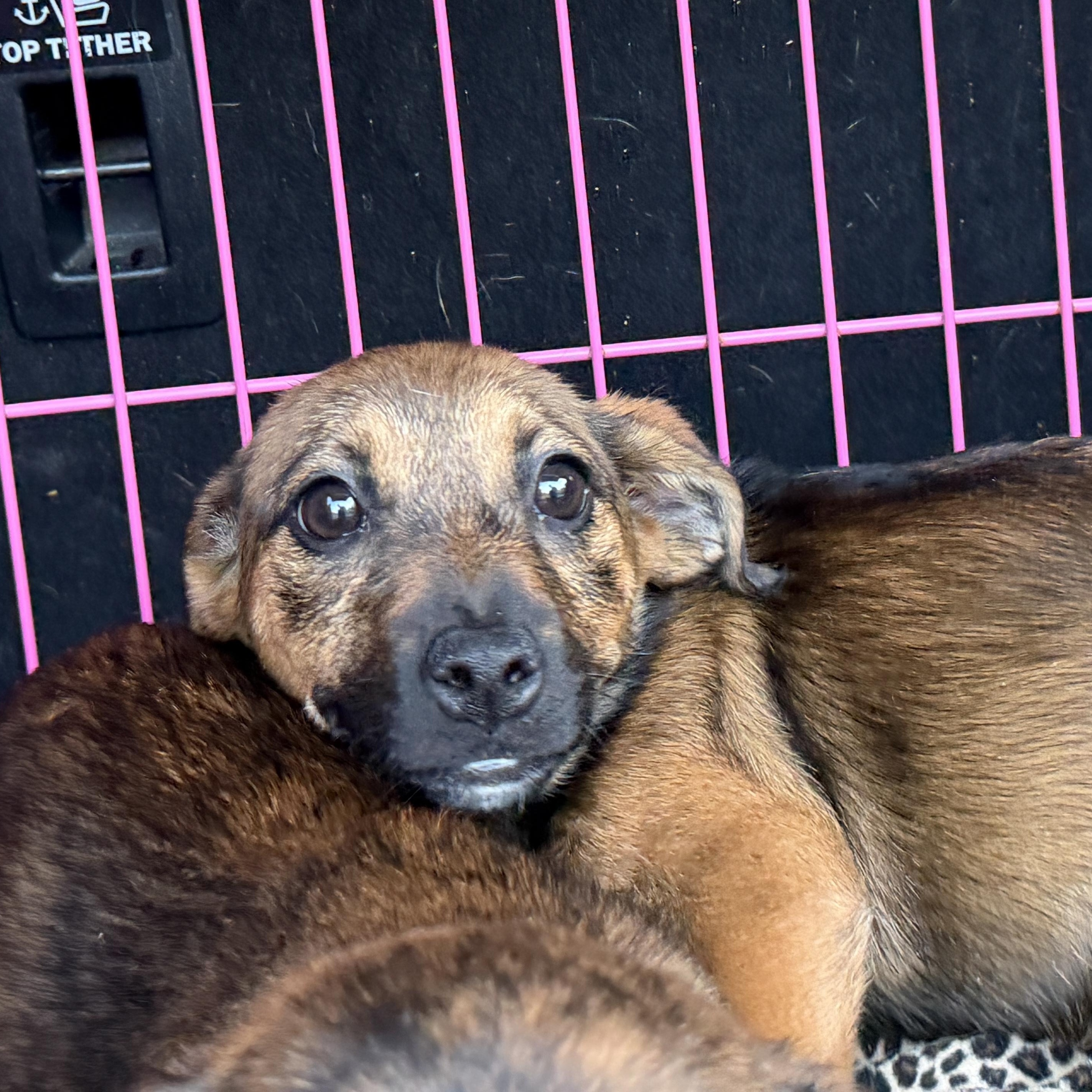 Enlarge Nora, a Adoptable mixed breed in Jeffersonville, IN image 3/4