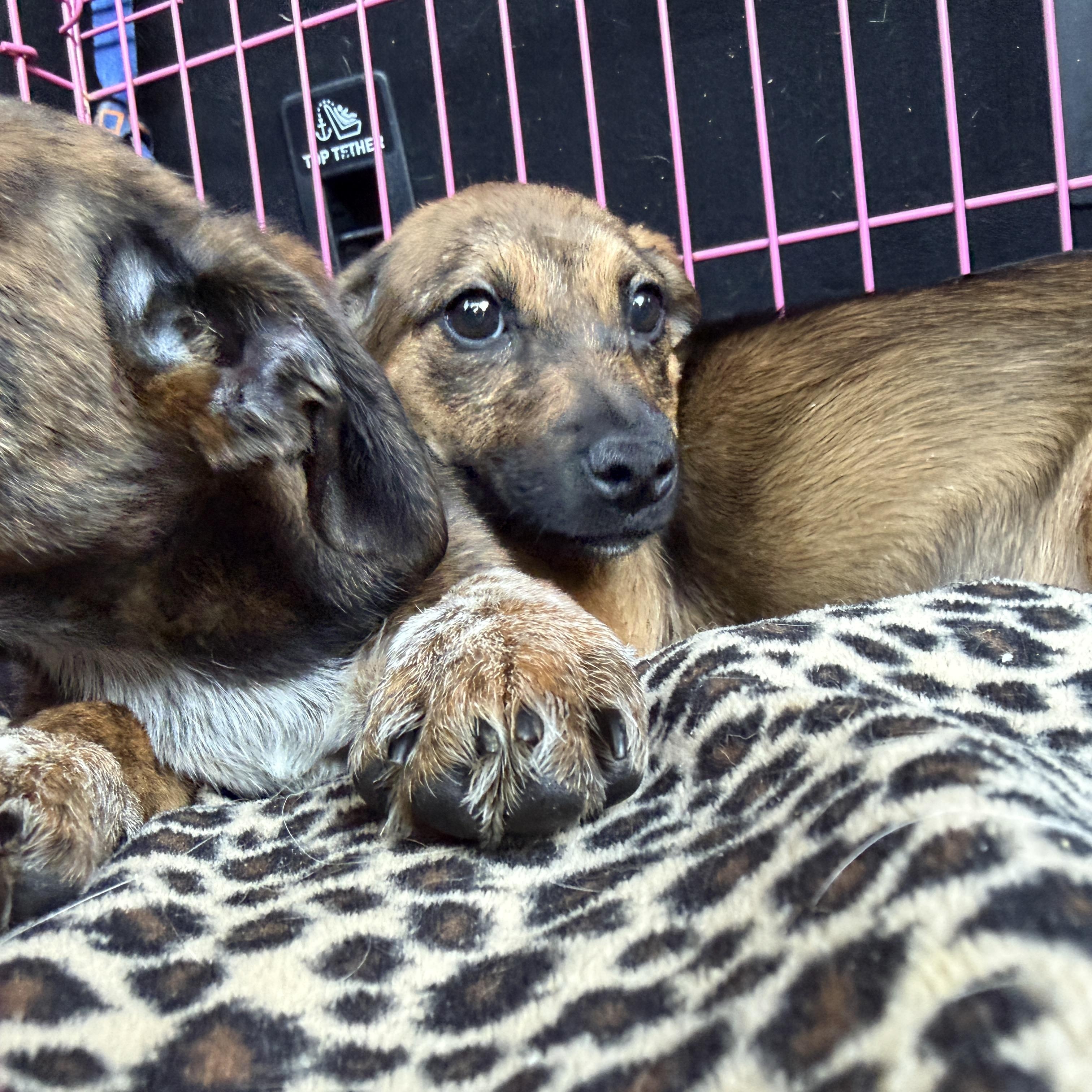 Enlarge Nora, a Adoptable mixed breed in Jeffersonville, IN image 2/4