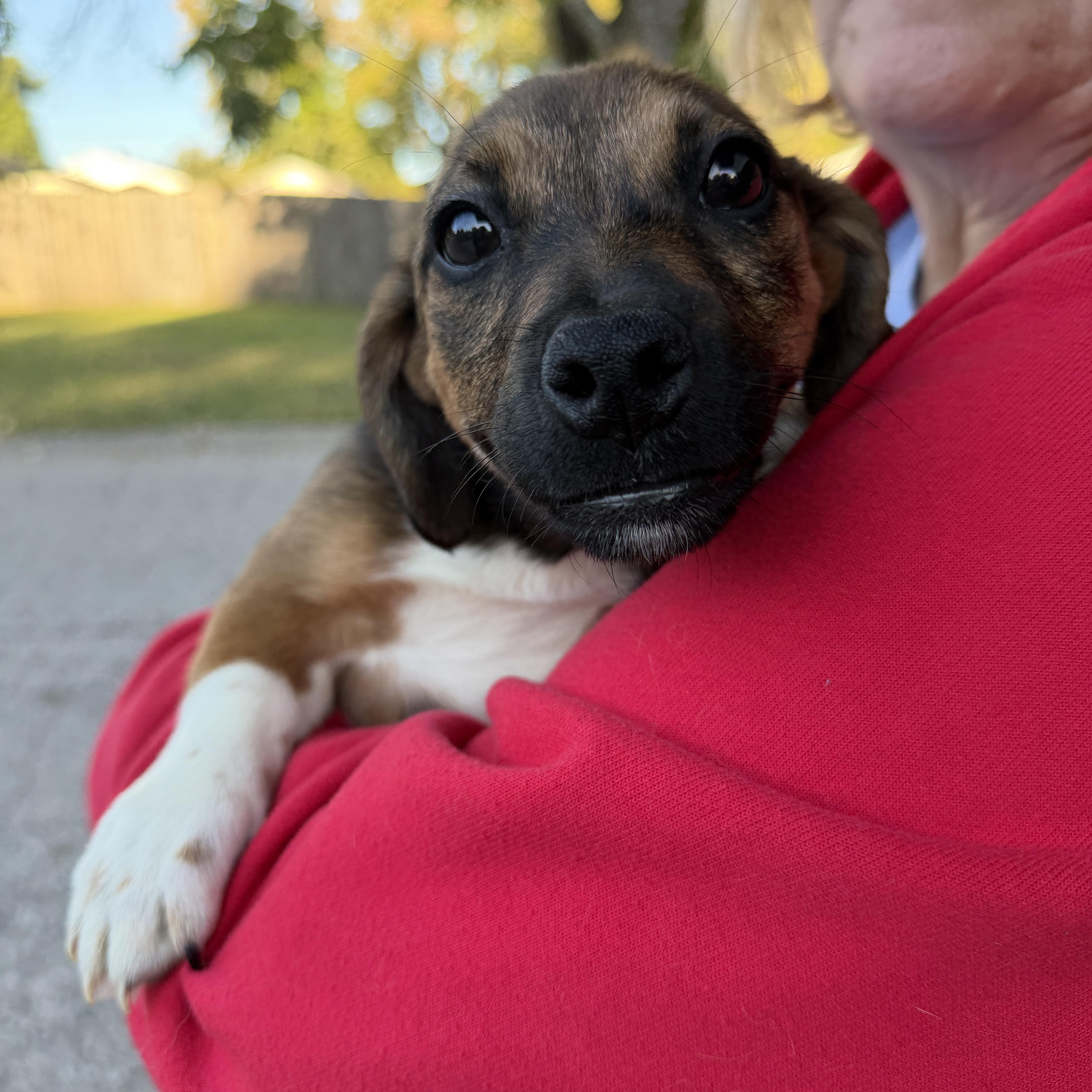 Enlarge Nora, a Adoptable mixed breed in Jeffersonville, IN image 4/4