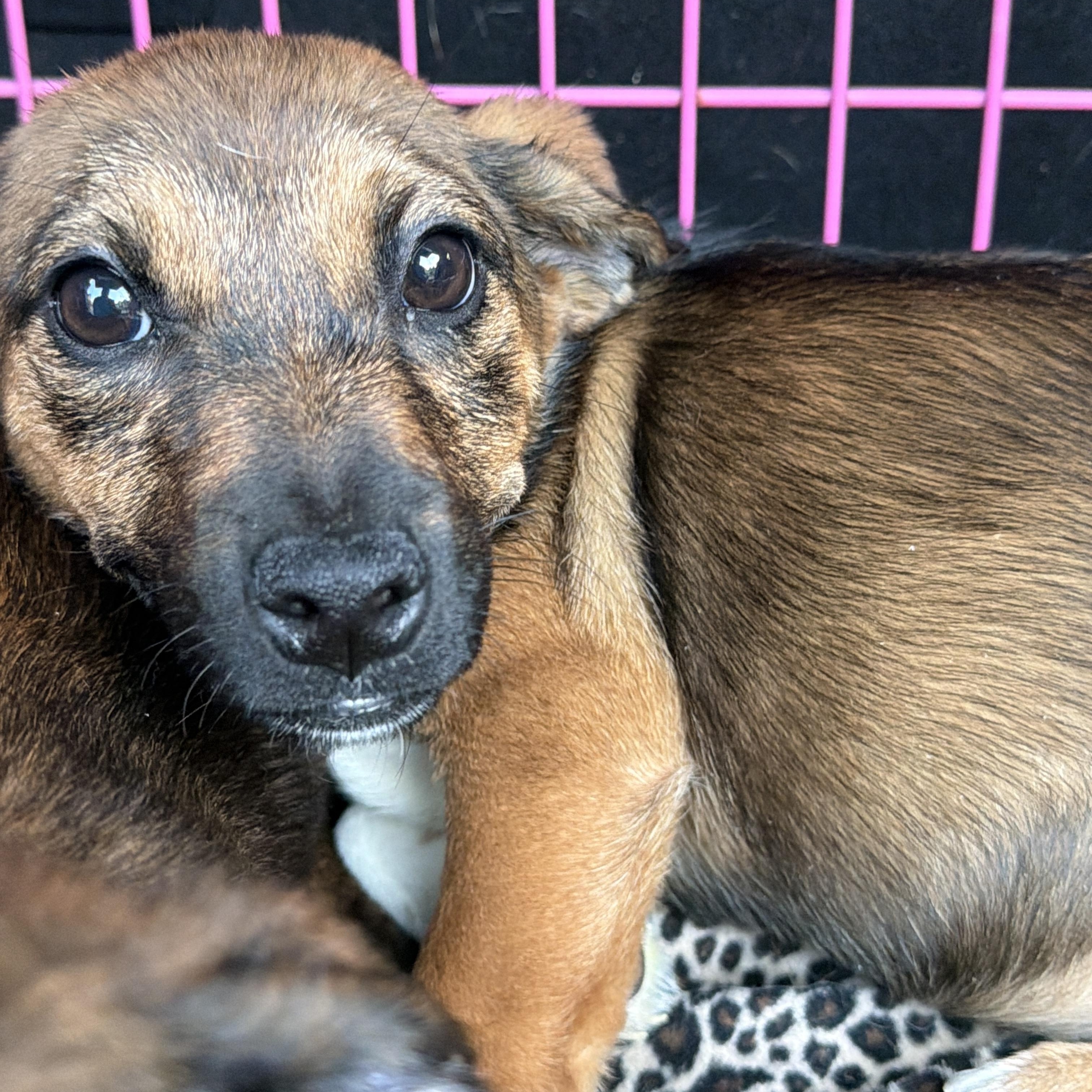 Enlarge Nora, a Adoptable mixed breed in Jeffersonville, IN image 1/4