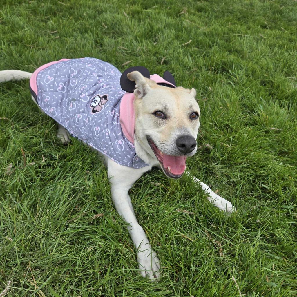 Enlarge Dot (Freya), a Adoptable mixed breed in Logan, UT image 2/4