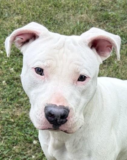 Penny, Adoptable, Adult Female Pit Bull Terrier & Mixed Breed.