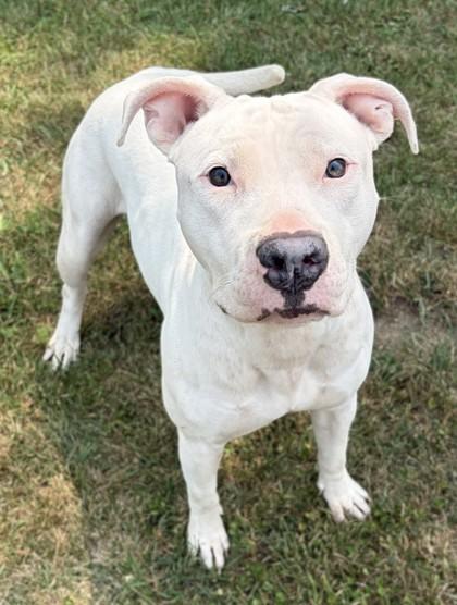 Enlarge Penny, a Adoptable mixed breed in Baraboo, WI image 2/3