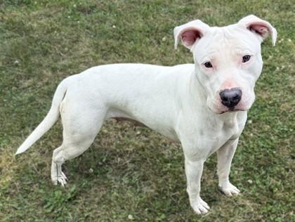 Enlarge Penny, a Adoptable mixed breed in Baraboo, WI image 3/3