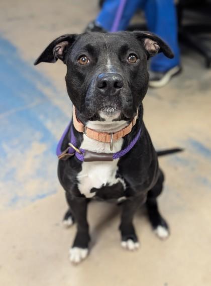 Enlarge Tinsley, a ADOPTABLE mixed breed image 1/2