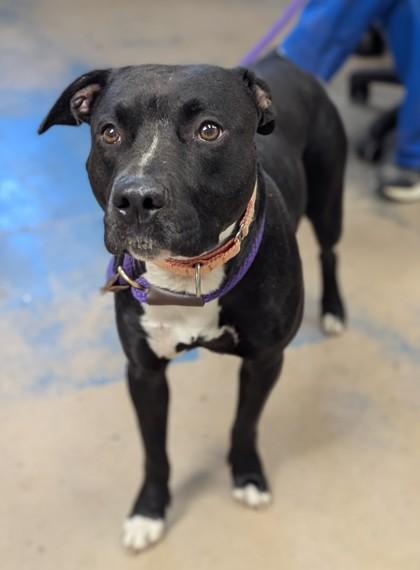 Enlarge Tinsley, a ADOPTABLE mixed breed image 2/2