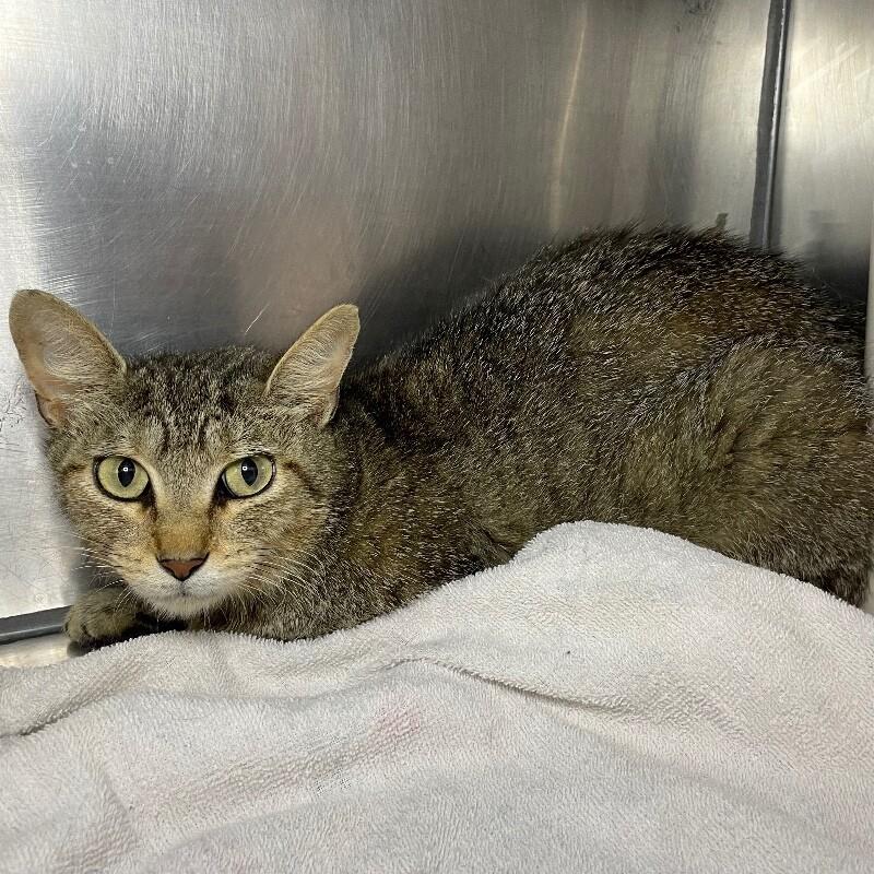 Enlarge Halle, a Adoptable Domestic Short Hair in Roanoke, VA image 1/4