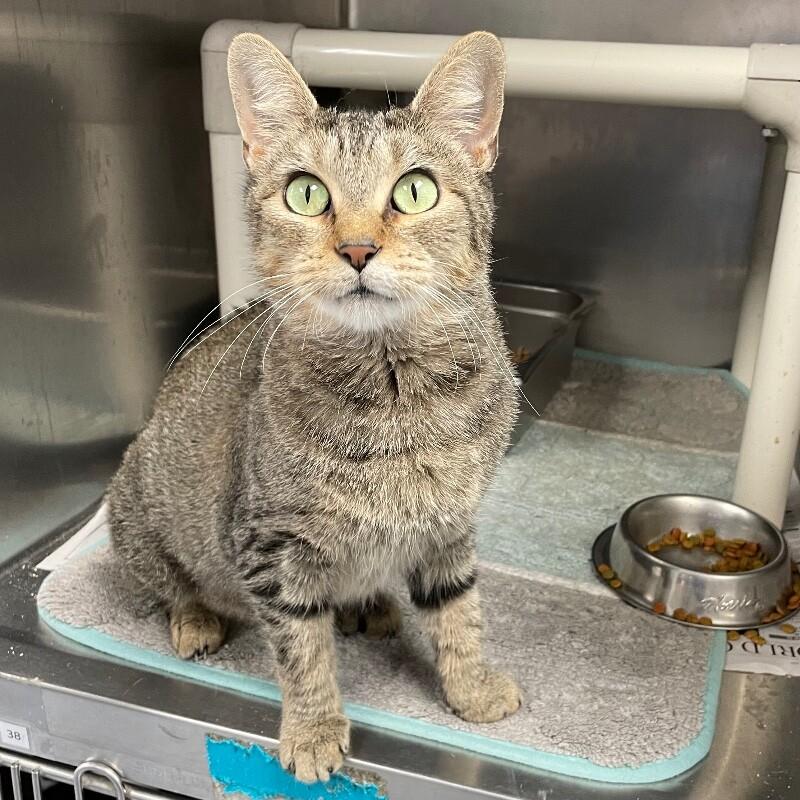 Enlarge Halle, a Adoptable Domestic Short Hair in Roanoke, VA image 2/4