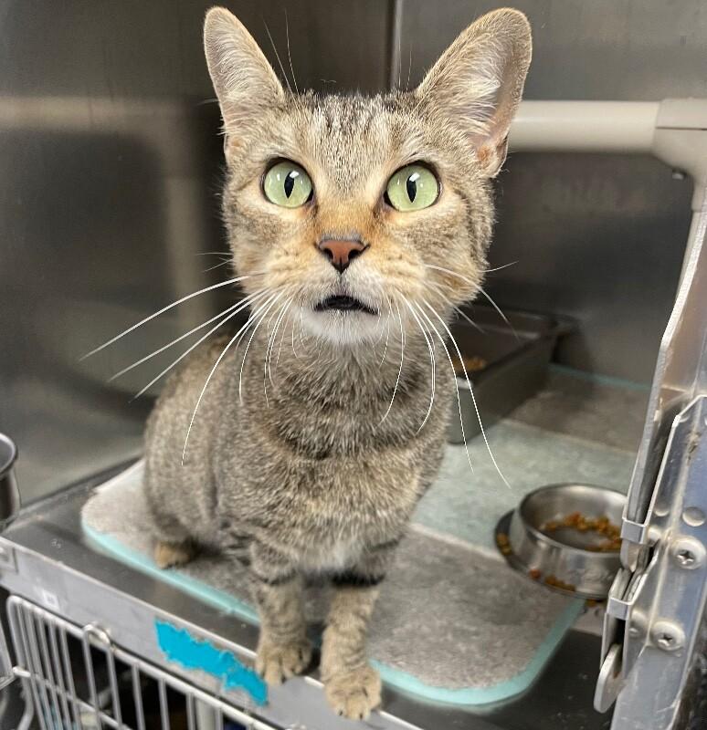 Enlarge Halle, a Adoptable Domestic Short Hair in Roanoke, VA image 3/4