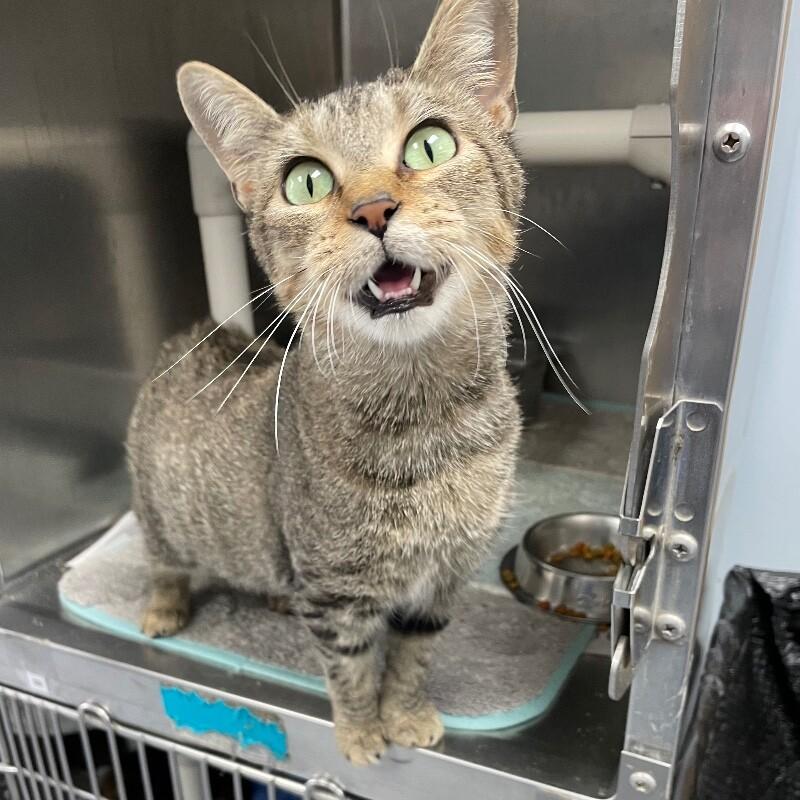 Enlarge Halle, a Adoptable Domestic Short Hair in Roanoke, VA image 4/4