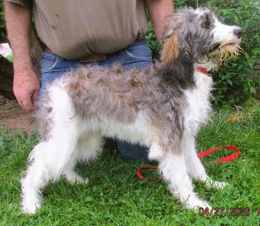 Elaia, an adopted mixed breed in Frederick, MD image 2/3