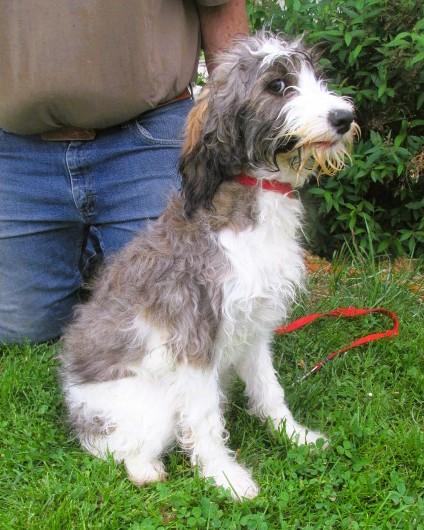 Elaia, an adopted mixed breed in Frederick, MD image 3/3