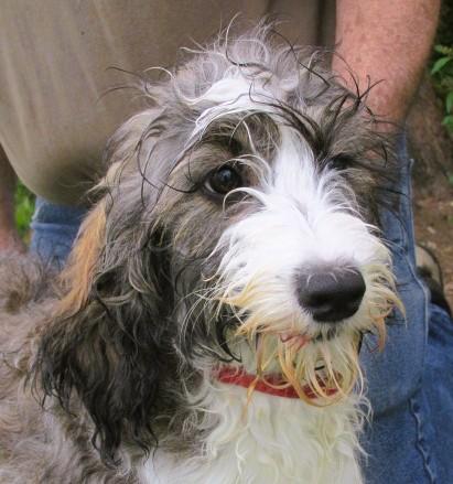 Elaia, adopted, Puppy Female English Springer Spaniel & Poodle.