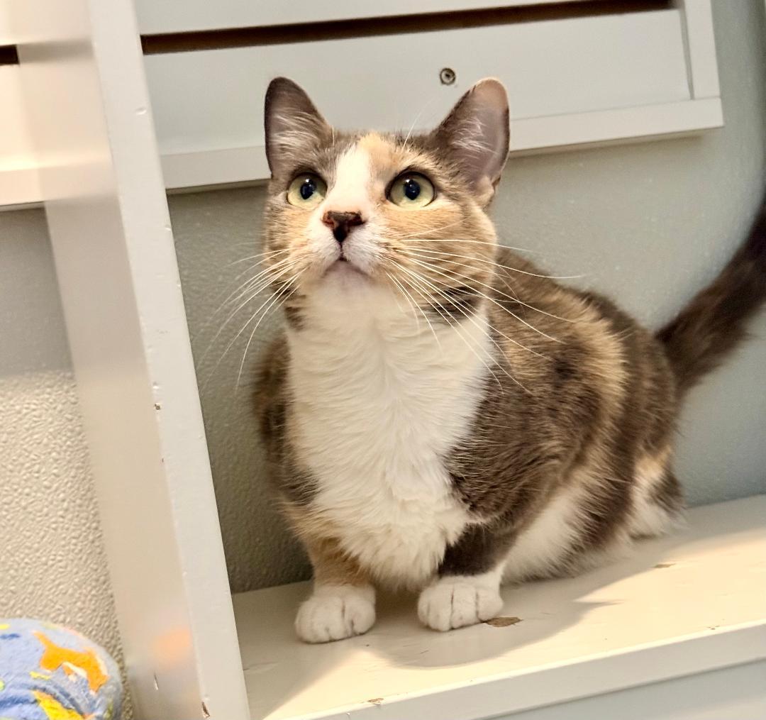 Sweetness, ADOPTABLE, Adult Female Domestic Short Hair.