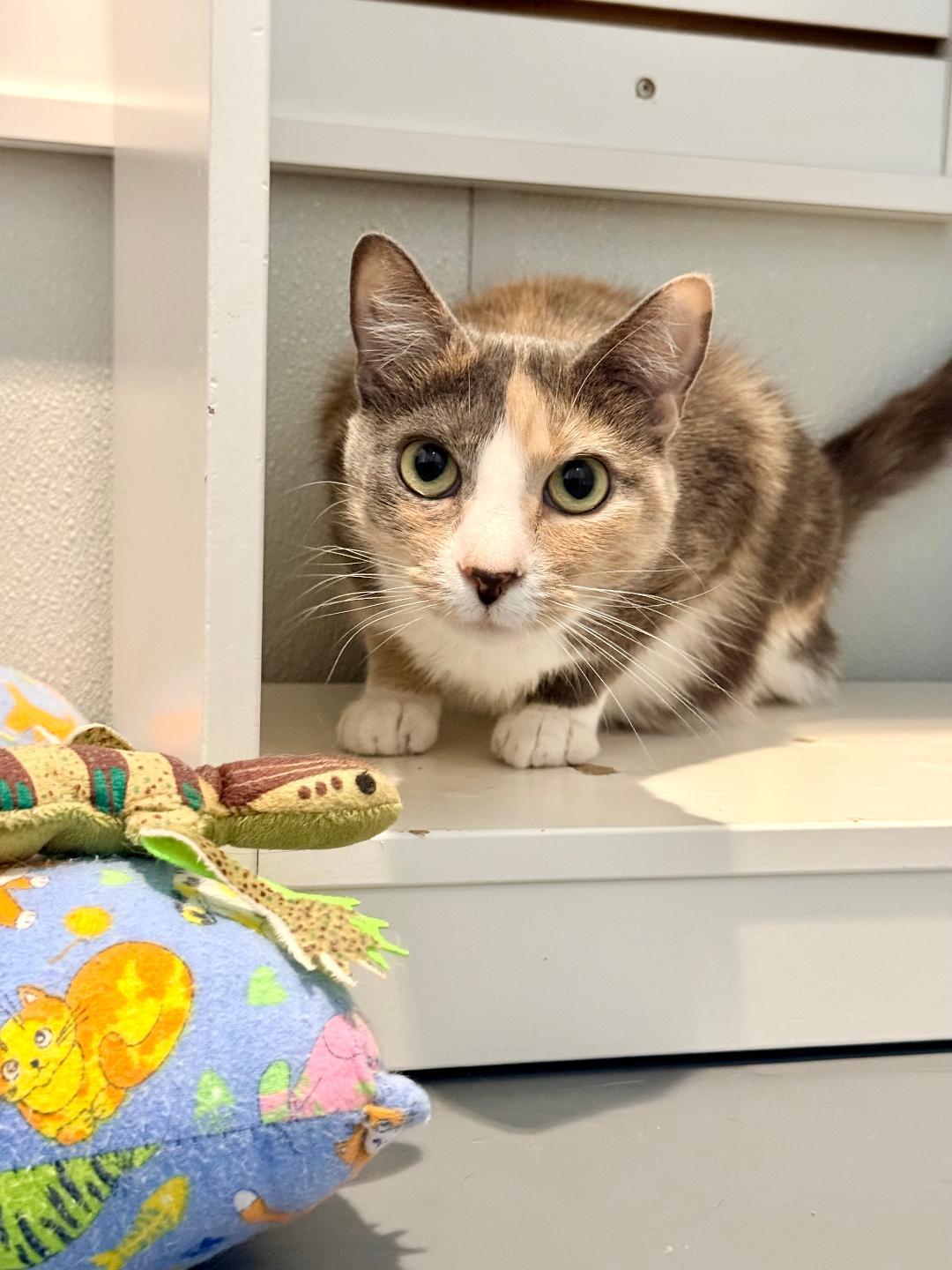 Sweetness, a ADOPTABLE Domestic Short Hair in Winter Haven, FL image 2/6