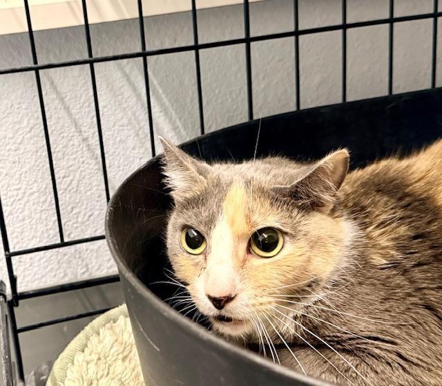 Sweetness, ADOPTABLE, Adult Female Domestic Short Hair.