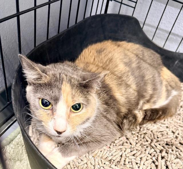 Enlarge Sweetness, a ADOPTABLE Domestic Short Hair in Winter Haven, FL image 2/2