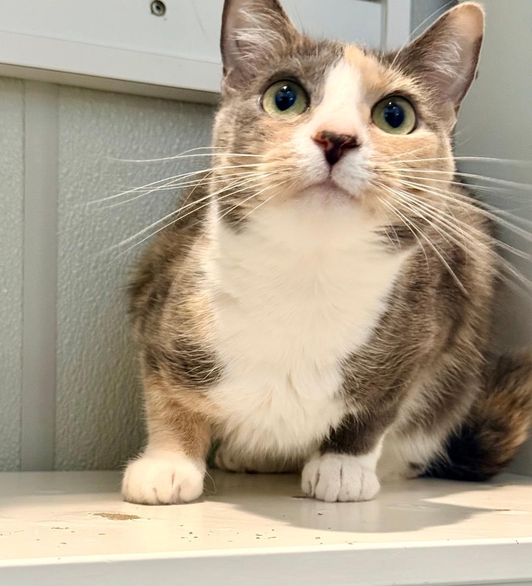 Sweetness, a ADOPTABLE Domestic Short Hair in Winter Haven, FL image 5/6