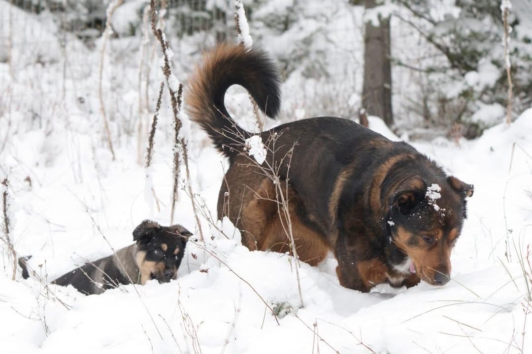 Enlarge Kai, an adopted mixed breed in Polson, MT image 4/6