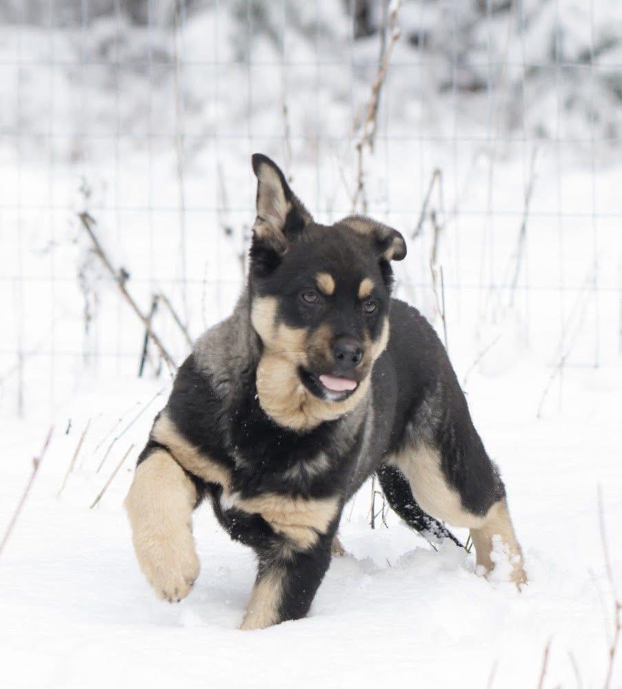 Enlarge Kai, an adopted mixed breed in Polson, MT image 3/6