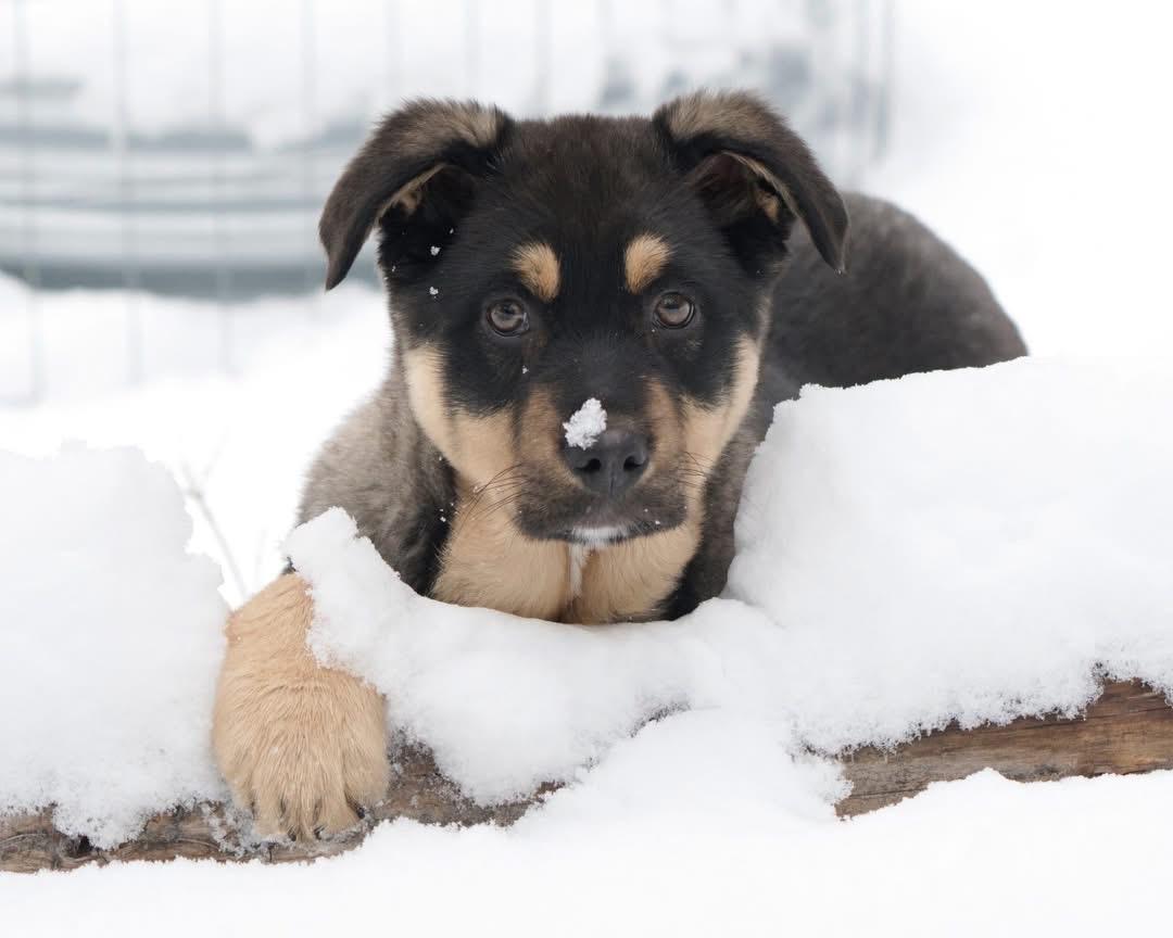 Enlarge Kai, an adopted mixed breed in Polson, MT image 1/6